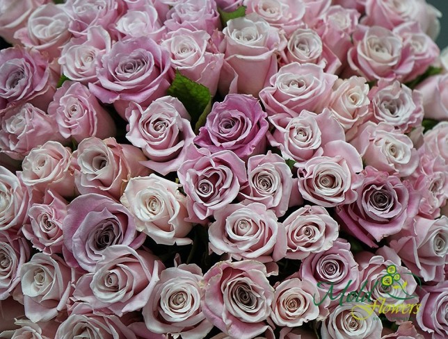 Pink Roses Ecuador, 40-50 cm photo